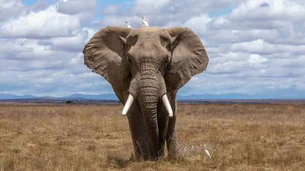 Quels sont les meilleurs spots pour observer les éléphants en liberté au Kenya?