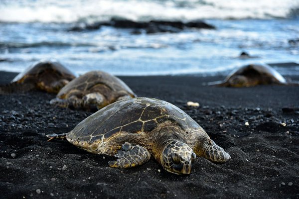 Quelle croisière offre des excursions pour observer les tortues marines aux Seychelles ?