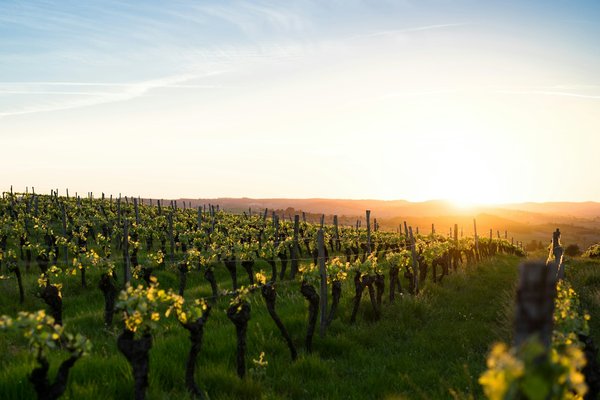 Comment planifier une visite des vignobles de la région de la Rioja, Espagne?