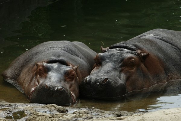 Où observer les hippopotames en immersion complète dans le delta de l'Okavango, Botswana : lieux et périodes ?
