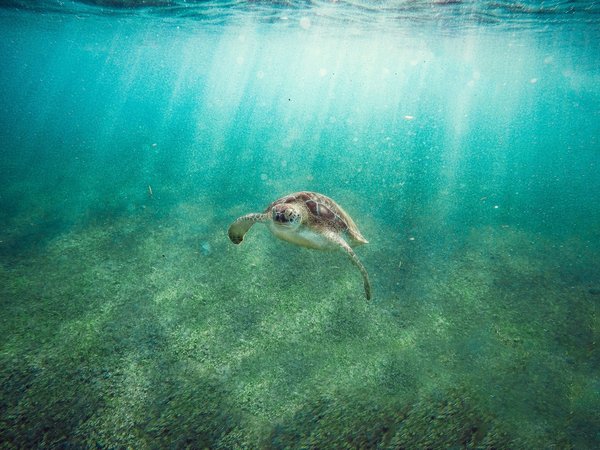 Quels sont les meilleurs spots pour observer les tortues luth en Guyane?